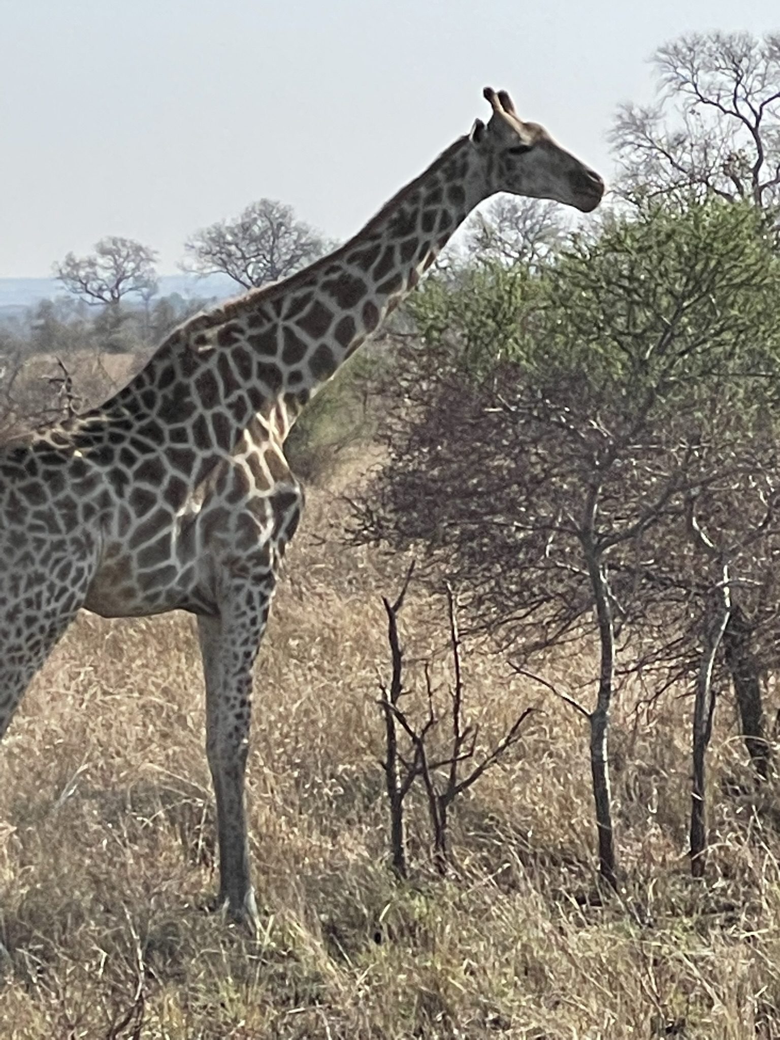 Kruger National Park, South Africa