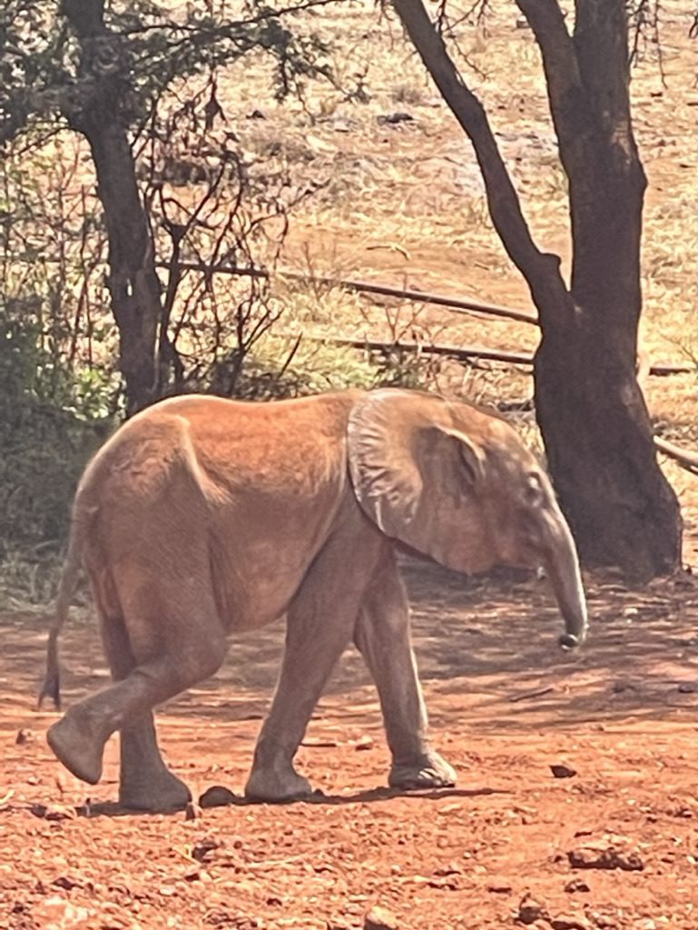 Kinyei and the Giraffes, Nairobi, Kenya