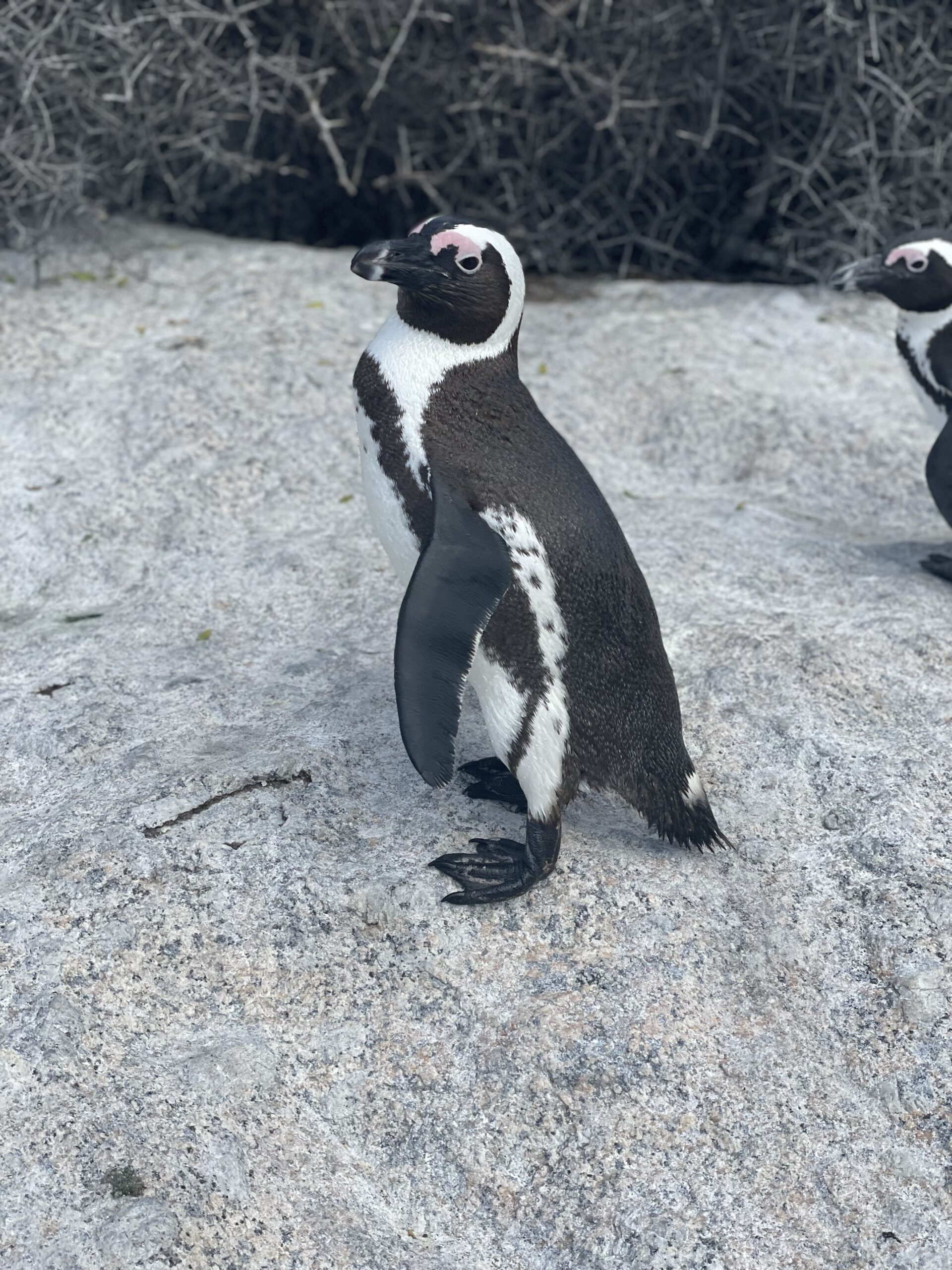 South African Penguins