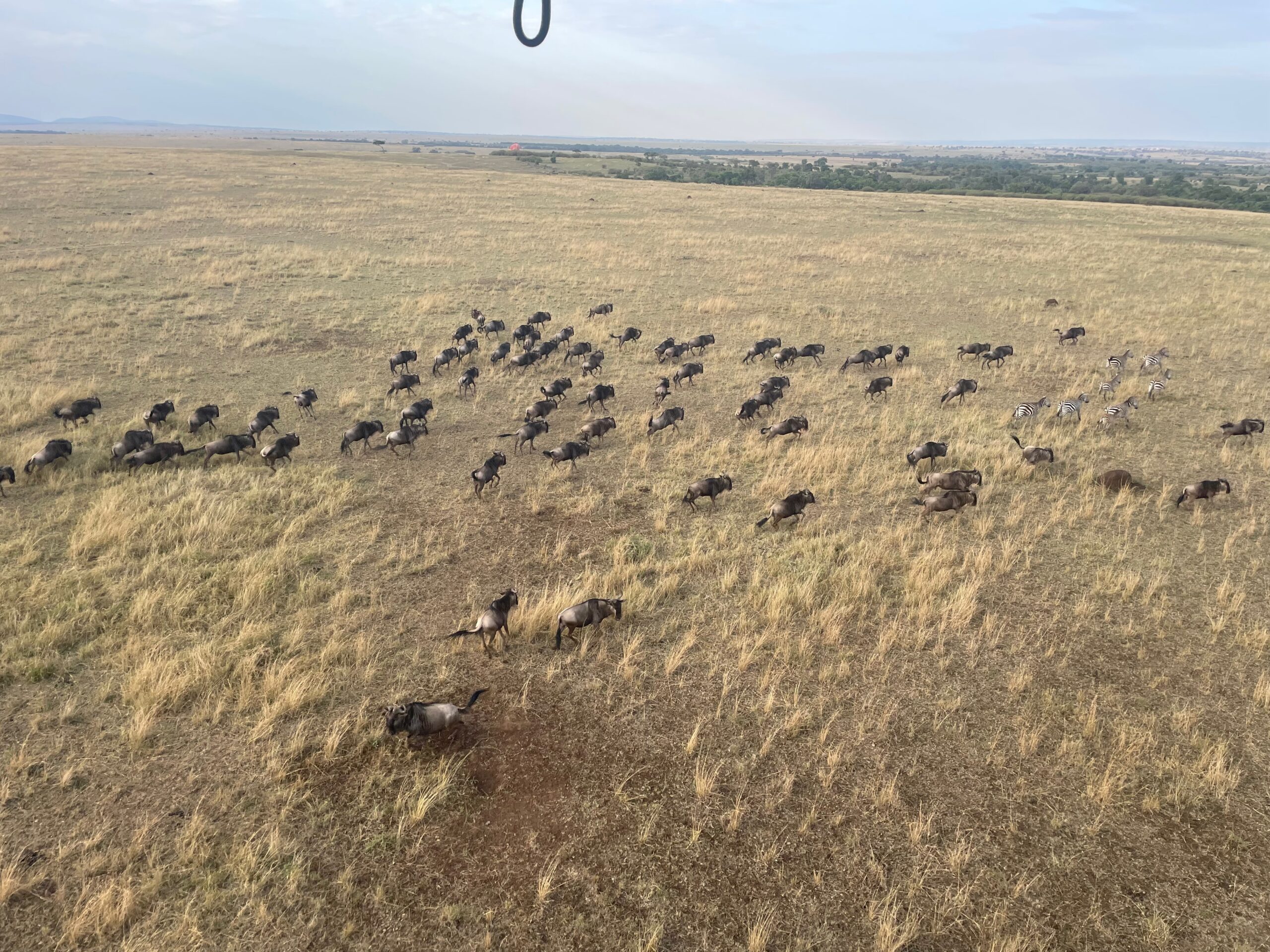 Exploring the Masai Mara while Self Driving