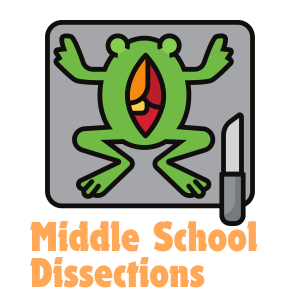 Biology, Frog Dissection Formal Lab Report 